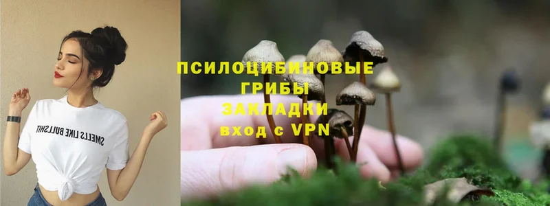 Псилоцибиновые грибы Cubensis  Канаш 